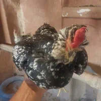 مرغ و خروس گلین