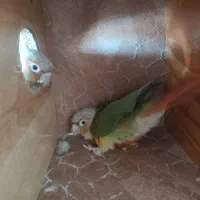 گرینچیک جفت مولد کار  داده
