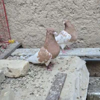 بهبهونی،شهری،پلاکی