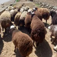بره کاور