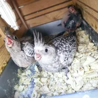 جوجه عروس هلندی سرلاکی