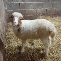 یک راس گوسفند نر سه ماهه