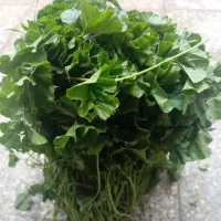 توله خوزستانی رسید