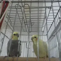 عروس هلندی نرو ماده