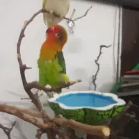 کوتوله فیشر