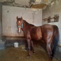 اسب نریان نژاد دار وشناسنامه دار