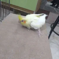 جوجه عروس