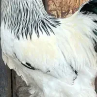 تخم مرغ برهما غول پیکر گرید A