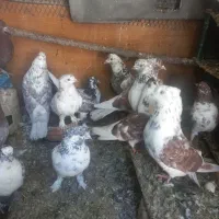 کفترپرشی عتیقه