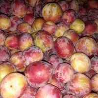 فروش میوه آلو قطره طلایی