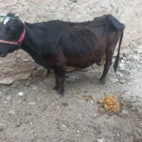 گاوشیری