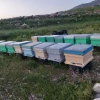 زنبور عسل