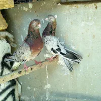 کفتر سرور عتیقه
