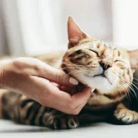 کلاس زبان در کنار گربه‌ها برای بانوان ۷ تا ۷۰ سال