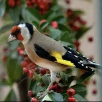 معاوضه با پرنده