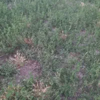 فروش زمین مسکونی در روستای کارخانه