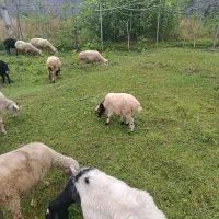 گوسفند جوان با بره