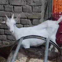 بزغاله ماده سانن