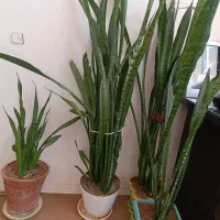 گل های شمشیری جوان