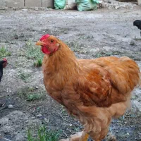 مرغ و خروس برهما حنایی اصیل