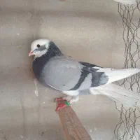 تعدادی کفتر