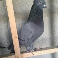 کبوتر سبز کاکلی نر و ماده دم سفید شهرستانی