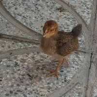 جوجه محلی 40 روزه