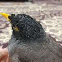 مرغ مینا سخن گو