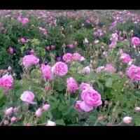 فروش گلاب