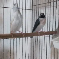 فنچ گلدین|پرنده|رشت, تازه آباد|دیوار