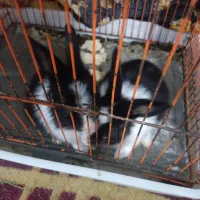 خرگوش|موش و خرگوش|زابل, |دیوار