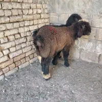 بره