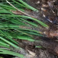 پا جوش برحی