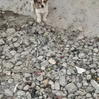 سگ پاکوتاه