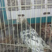 کبوتر یا کفتر خودمون