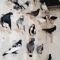 کبوتر پرشی