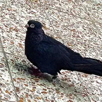 جفت‌طوقی‌بای‌جوجه‌‌معاوضع‌با‌آبادانی‌یا‌تلسکوپی‌نر