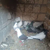 کفتر