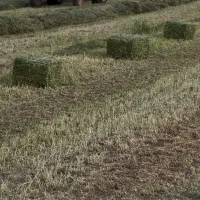 یونجه خالص داخل انبار