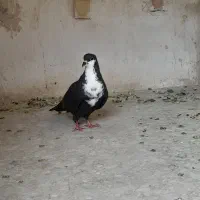 ماده رسمی