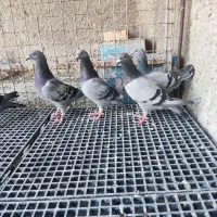 کبوتر پلاکی ماده