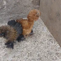نیمچه زینتی سلطان اصل