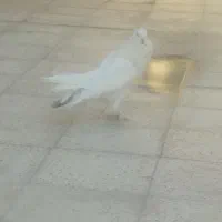 کفتر بادکنکی نر