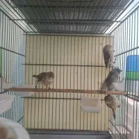 جوجه سهره قناری تخم مرغ خور