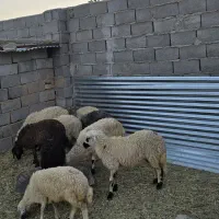 بره|حیوانات مزرعه|یزدان شهر, |دیوار