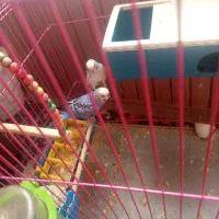 مرغ عشق معاوضه با کبوتر