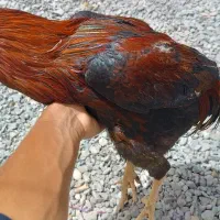 خروس