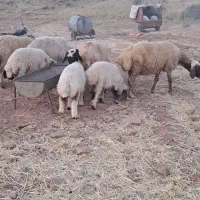 میش بره