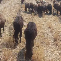 بره نر و ماده برای داشتی و گوشتی