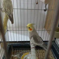 جفت عروس  هلندی دستی سخنگو